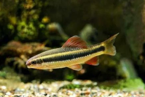 小鳈是什么鱼？