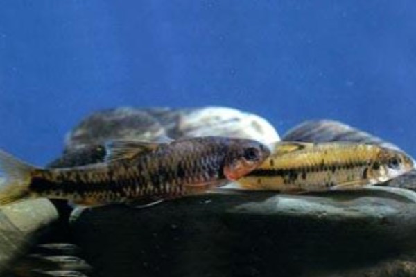 东北黑鳍鳈是什么鱼？