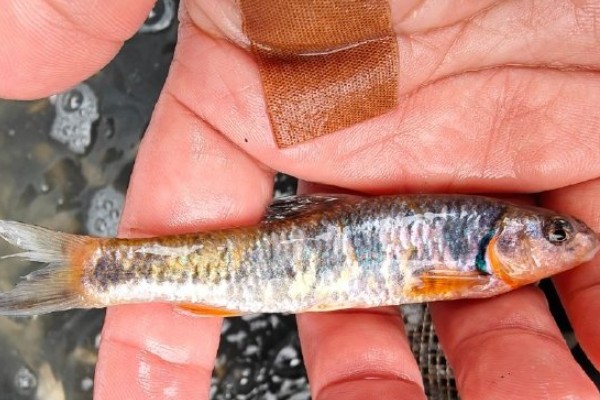 东北黑鳍鳈是什么鱼？