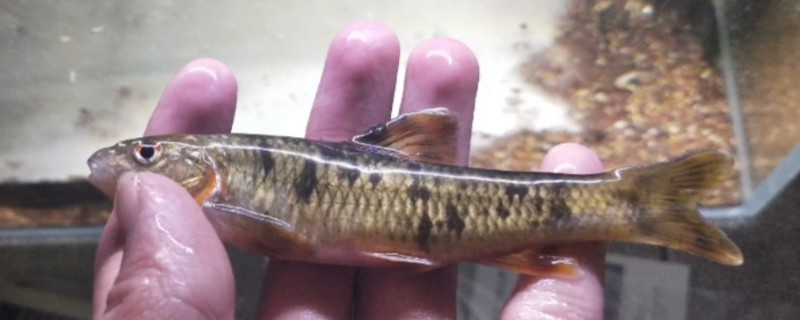 东北黑鳍鳈是什么鱼？