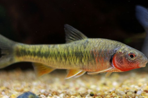 东北黑鳍鳈是什么鱼？