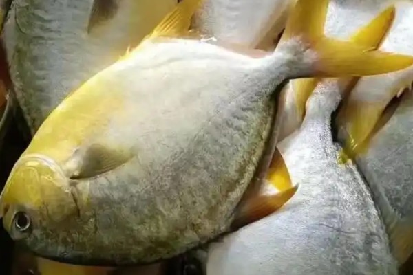 鲳鲹是什么鱼？