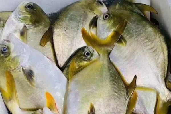 鲳鲹是什么鱼？