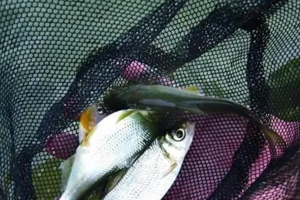 大眼华鳊是什么鱼？