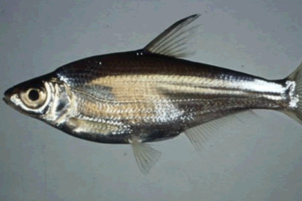 多鳞华鳊是什么鱼？