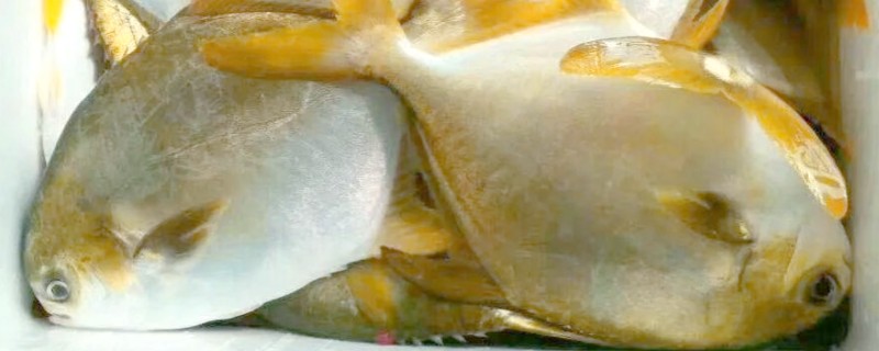 鲳鲹是什么鱼？