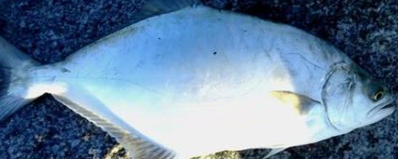 扁鲳鲹是什么鱼？