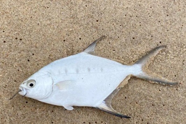 扁鲳鲹是什么鱼？