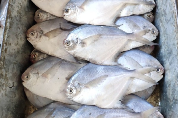 扁鲳鲹是什么鱼？