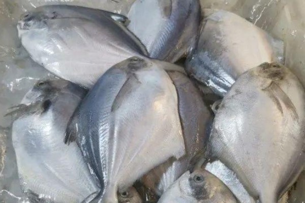 扁鲳鲹是什么鱼？