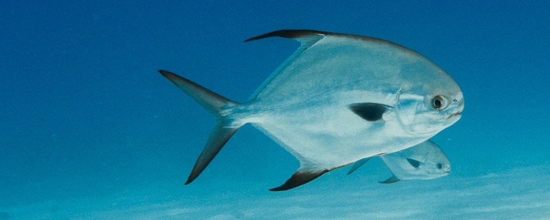 布氏鲳鲹是什么鱼？