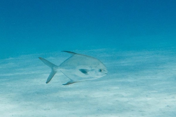 布氏鲳鲹是什么鱼？