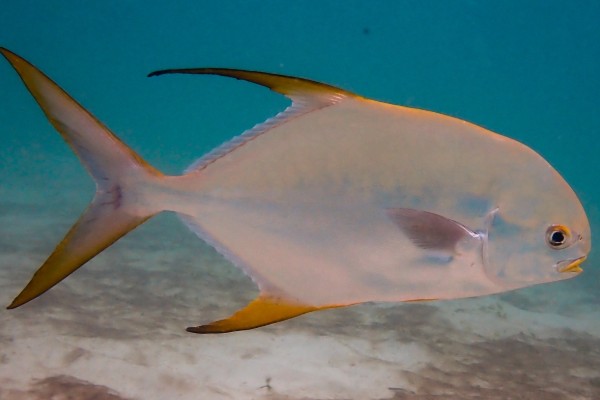 布氏鲳鲹是什么鱼？