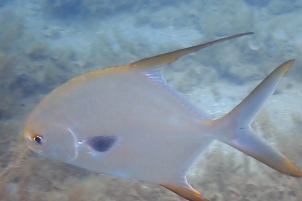 布氏鲳鲹是什么鱼？