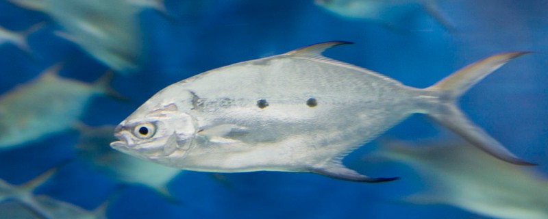 小斑鲳鲹是什么鱼？