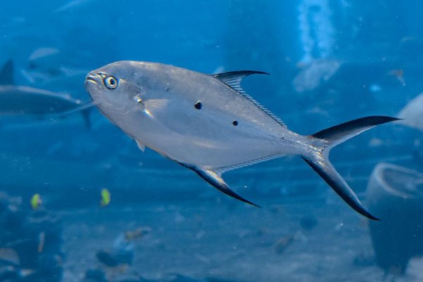 小斑鲳鲹是什么鱼？