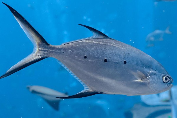 小斑鲳鲹是什么鱼？