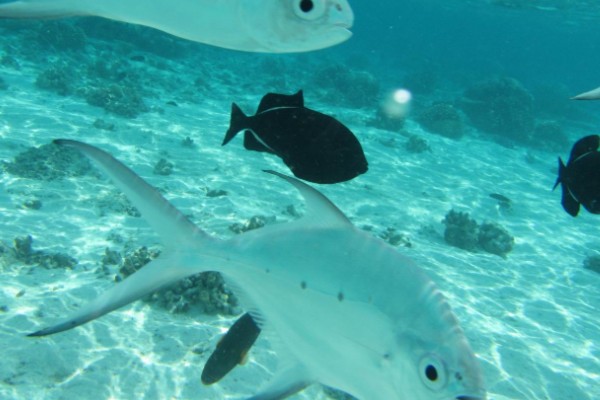 小斑鲳鲹是什么鱼？