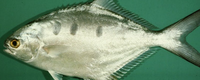 大斑鲳鲹是什么鱼？