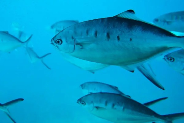 大斑鲳鲹是什么鱼?