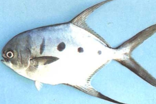 大斑鲳鲹是什么鱼?