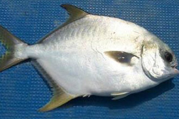 卵形鲳鲹是什么鱼？