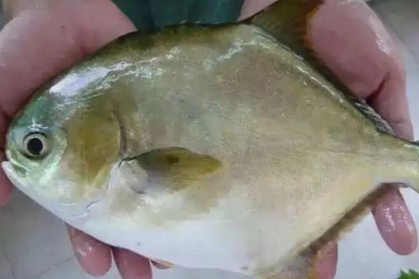 卵形鲳鲹是什么鱼？