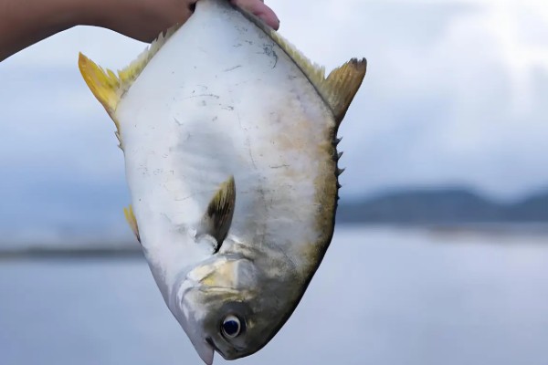 卵形鲳鲹是什么鱼？