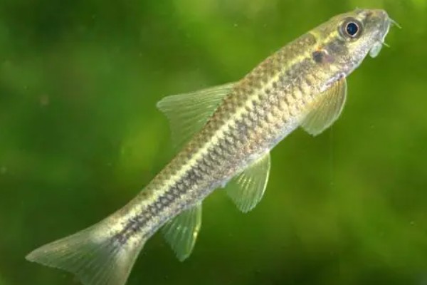 高体墨头鱼是什么鱼？