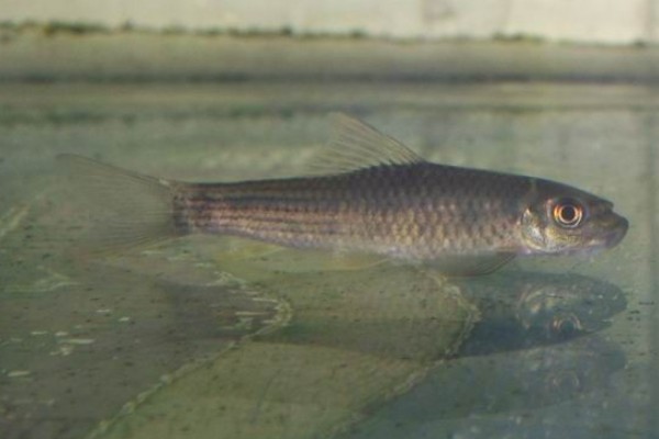 高体墨头鱼是什么鱼？