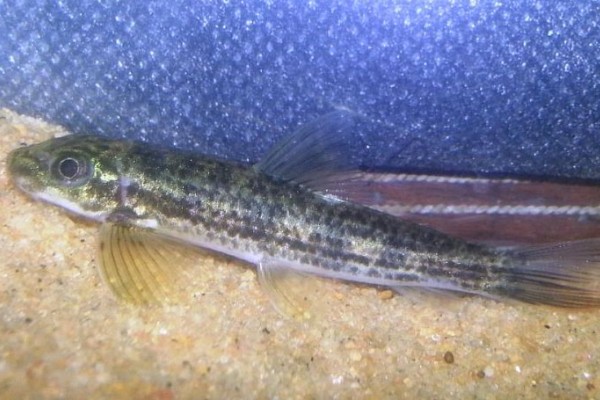 高体墨头鱼是什么鱼？