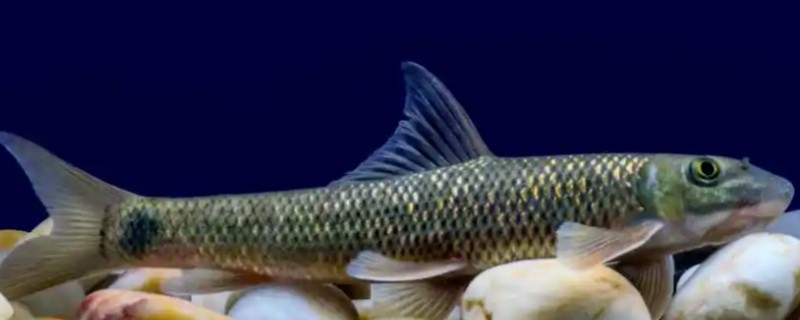 高体墨头鱼是什么鱼？