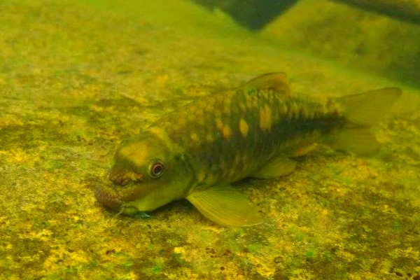 西藏墨头鱼是什么鱼？