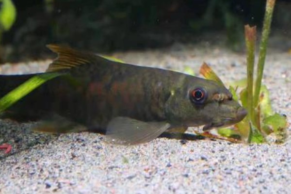 西藏墨头鱼是什么鱼？