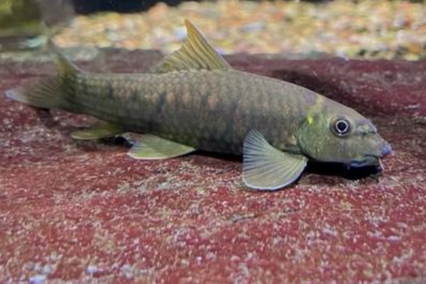 西藏墨头鱼是什么鱼？