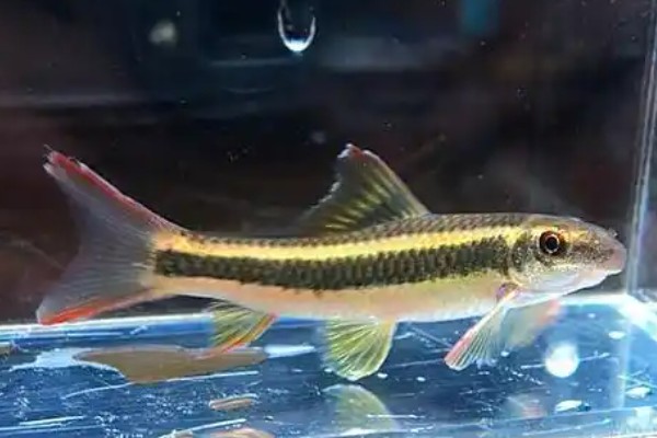 腾冲墨头鱼是什么鱼？