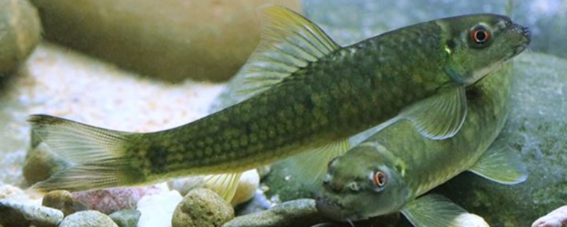 腾冲墨头鱼是什么鱼？