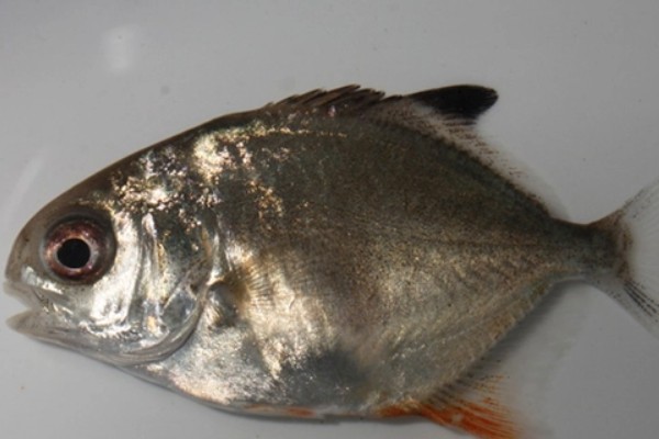 镰鳍鲳鲹是什么鱼？