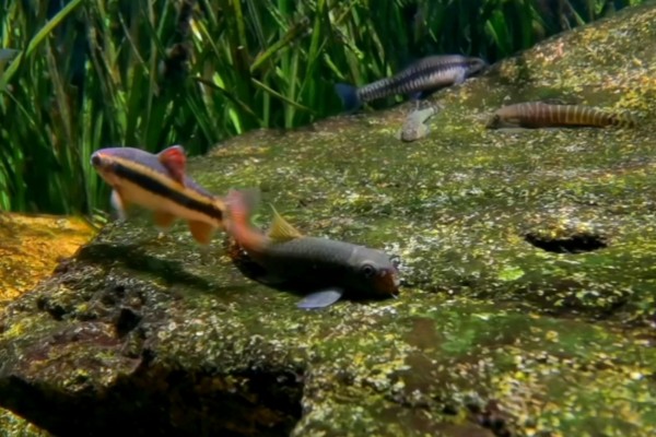 腾冲墨头鱼是什么鱼？