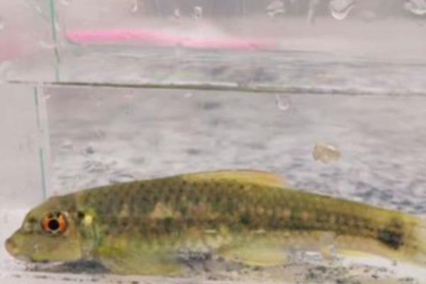 腾冲墨头鱼是什么鱼？