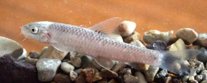 淡红墨头鱼是什么鱼？