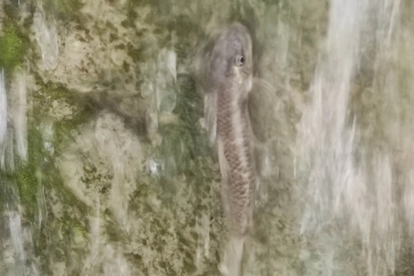 淡红墨头鱼是什么鱼？