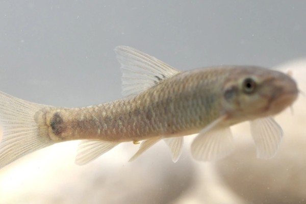 淡红墨头鱼是什么鱼？