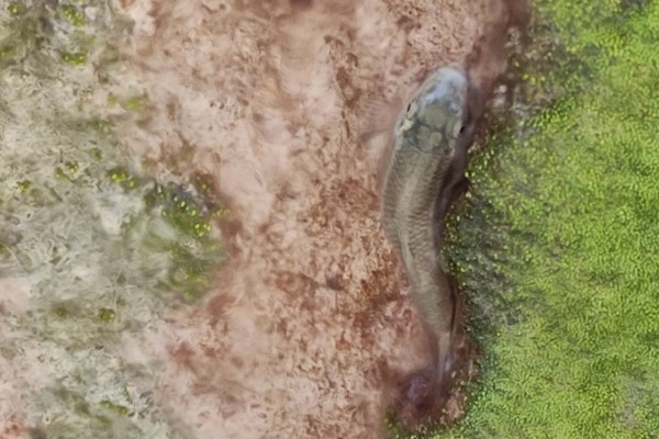 淡红墨头鱼是什么鱼？