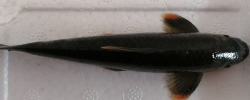 桥街墨头鱼是什么鱼？