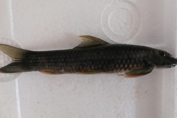 桥街墨头鱼是什么鱼？