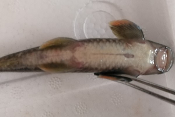 桥街墨头鱼是什么鱼？