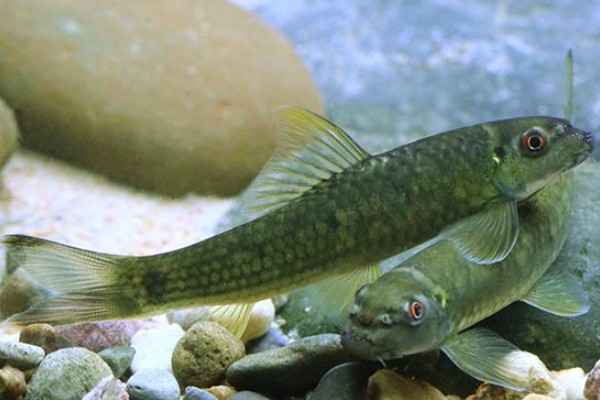 桥街墨头鱼是什么鱼？