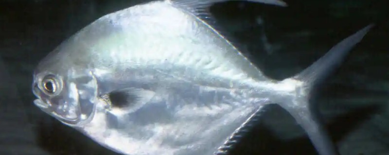 镰鳍鲳鲹是什么鱼？
