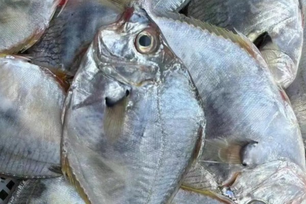 镰鳍鲳鲹是什么鱼？